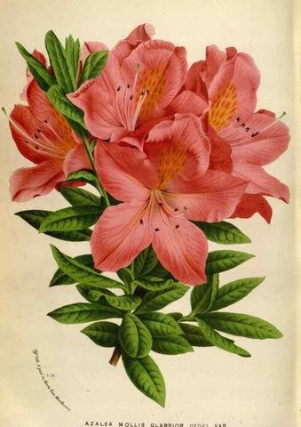 Reproducción/Reproduction 49588060576: Flore des serres et des jardins de l'Europe. A Gand :chez Louis van Houtte, eÌditeur,1845-1880.. 