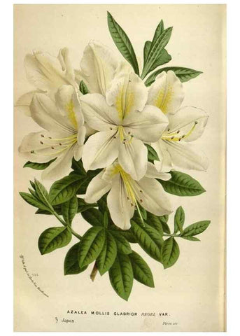 Reproducción/Reproduction 49587566418: Flore des serres et des jardins de l'Europe. A Gand :chez Louis van Houtte, eÌditeur,1845-1880.. 