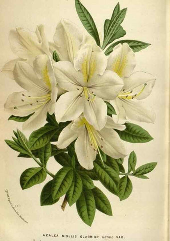 Reproducción/Reproduction 49587566418: Flore des serres et des jardins de l'Europe. A Gand :chez Louis van Houtte, eÌditeur,1845-1880.. 