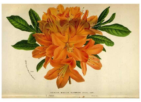 Reproducción/Reproduction 49588060996: Flore des serres et des jardins de l'Europe. A Gand :chez Louis van Houtte, eÌditeur,1845-1880.. 