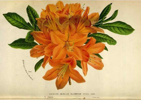 Reproducción/Reproduction 49588060996: Flore des serres et des jardins de l'Europe. A Gand :chez Louis van Houtte, eÌditeur,1845-1880.. 