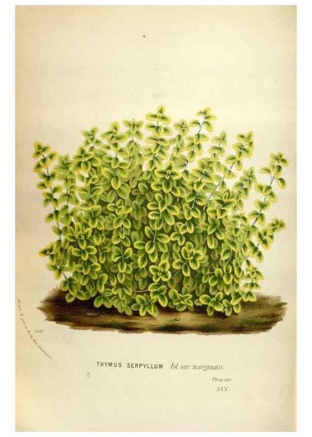 Reproducción/Reproduction 49587564923: Flore des serres et des jardins de l'Europe. A Gand :chez Louis van Houtte, eÌditeur,1845-1880.. 