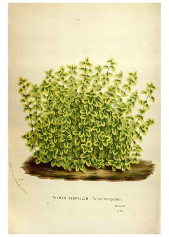 Reproducción/Reproduction 49587564923: Flore des serres et des jardins de l'Europe. A Gand :chez Louis van Houtte, eÌditeur,1845-1880.. 