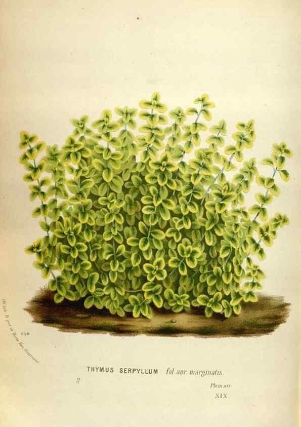 Reproducción/Reproduction 49587564923: Flore des serres et des jardins de l'Europe. A Gand :chez Louis van Houtte, eÌditeur,1845-1880.. 