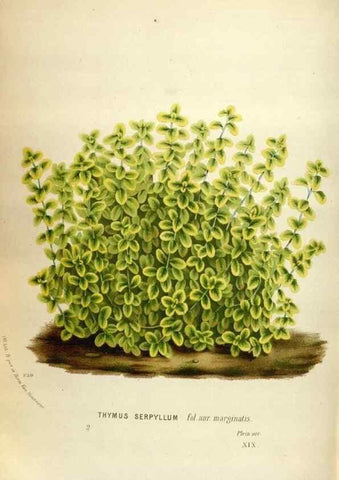 Reproducción/Reproduction 49587564923: Flore des serres et des jardins de l'Europe. A Gand :chez Louis van Houtte, eÌditeur,1845-1880.. 