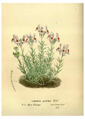 Reproducción/Reproduction 49588133411: Flore des serres et des jardins de l'Europe. A Gand :chez Louis van Houtte, eÌditeur,1845-1880.. 