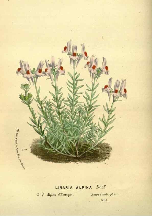 Reproducción/Reproduction 49588133411: Flore des serres et des jardins de l'Europe. A Gand :chez Louis van Houtte, eÌditeur,1845-1880.. 