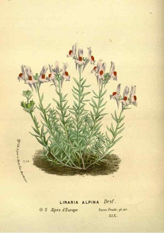 Reproducción/Reproduction 49588133411: Flore des serres et des jardins de l'Europe. A Gand :chez Louis van Houtte, eÌditeur,1845-1880.. 