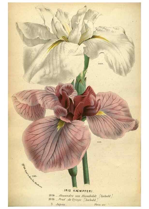 Reproducción/Reproduction 49587628708: Flore des serres et des jardins de l'Europe. A Gand :chez Louis van Houtte, eÌditeur,1845-1880.. 