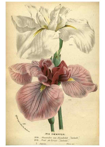 Reproducción/Reproduction 49587628708: Flore des serres et des jardins de l'Europe. A Gand :chez Louis van Houtte, eÌditeur,1845-1880.. 