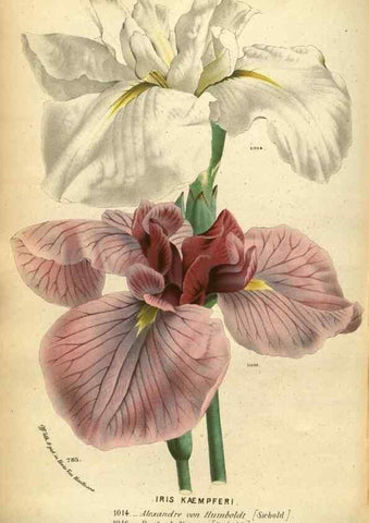 Reproducción/Reproduction 49587628708: Flore des serres et des jardins de l'Europe. A Gand :chez Louis van Houtte, eÌditeur,1845-1880.. 