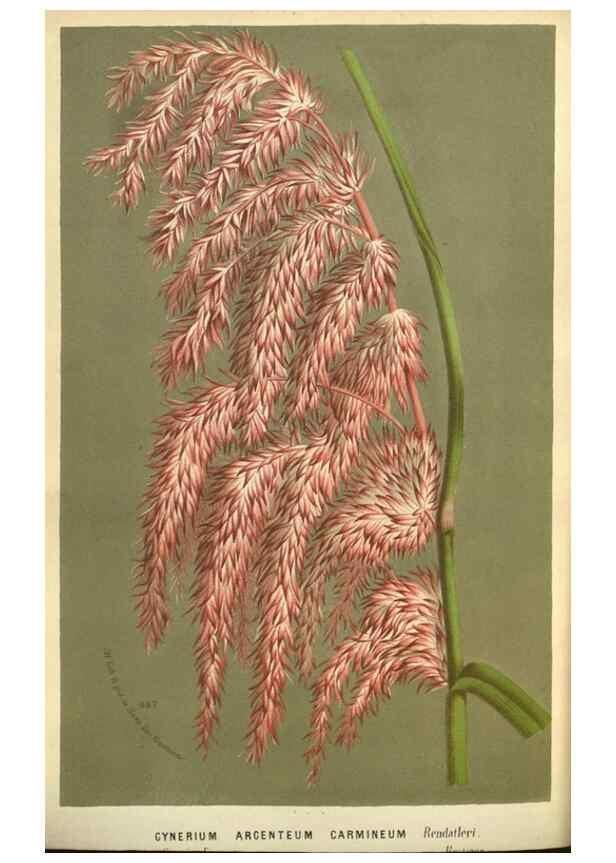 Reproducción/Reproduction 49587629323: Flore des serres et des jardins de l'Europe. A Gand :chez Louis van Houtte, eÌditeur,1845-1880.. 