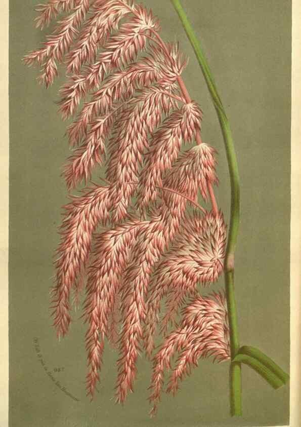 Reproducción/Reproduction 49587629323: Flore des serres et des jardins de l'Europe. A Gand :chez Louis van Houtte, eÌditeur,1845-1880.. 