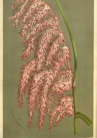 Reproducción/Reproduction 49587629323: Flore des serres et des jardins de l'Europe. A Gand :chez Louis van Houtte, eÌditeur,1845-1880.. 