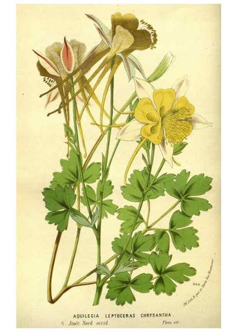 Reproducción/Reproduction 49588128556: Flore des serres et des jardins de l'Europe. A Gand :chez Louis van Houtte, eÌditeur,1845-1880.. 
