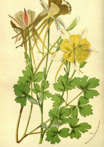 Reproducción/Reproduction 49588128556: Flore des serres et des jardins de l'Europe. A Gand :chez Louis van Houtte, eÌditeur,1845-1880.. 