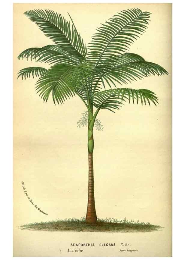 Reproducción/Reproduction 49587635398: Flore des serres et des jardins de l'Europe. A Gand :chez Louis van Houtte, eÌditeur,1845-1880.. 