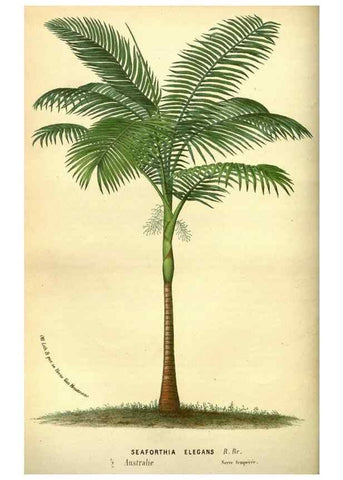 Reproducción/Reproduction 49587635398: Flore des serres et des jardins de l'Europe. A Gand :chez Louis van Houtte, eÌditeur,1845-1880.. 