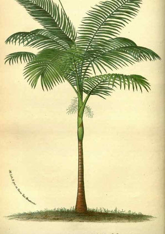 Reproducción/Reproduction 49587635398: Flore des serres et des jardins de l'Europe. A Gand :chez Louis van Houtte, eÌditeur,1845-1880.. 