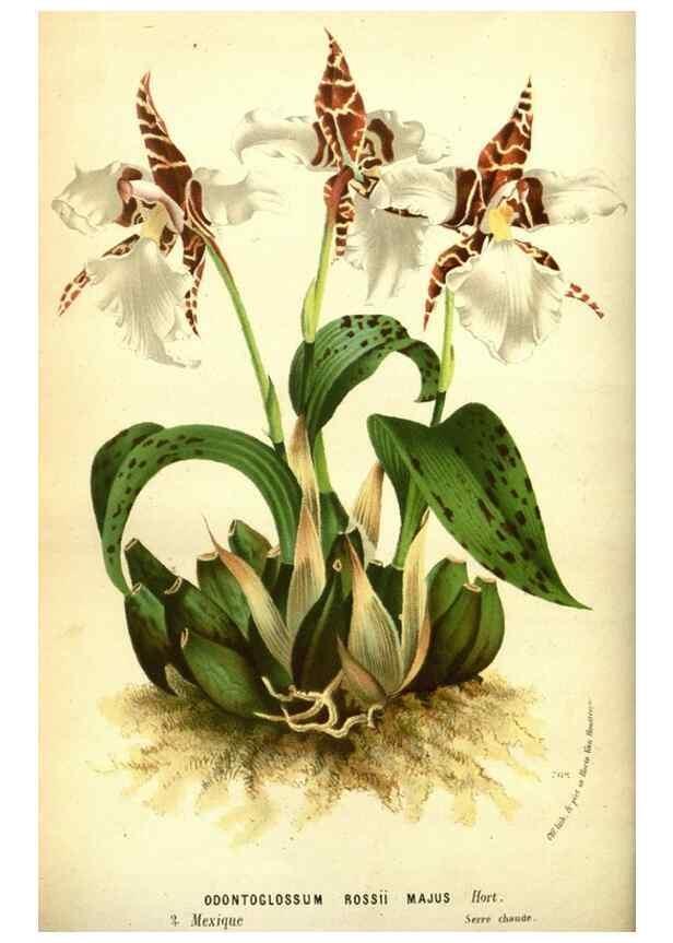 Reproducción/Reproduction 49588373607: Flore des serres et des jardins de l'Europe. A Gand :chez Louis van Houtte, eÌditeur,1845-1880.. 