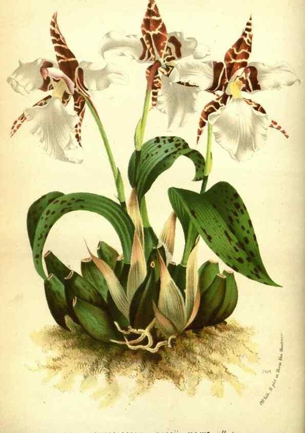 Reproducción/Reproduction 49588373607: Flore des serres et des jardins de l'Europe. A Gand :chez Louis van Houtte, eÌditeur,1845-1880.. 