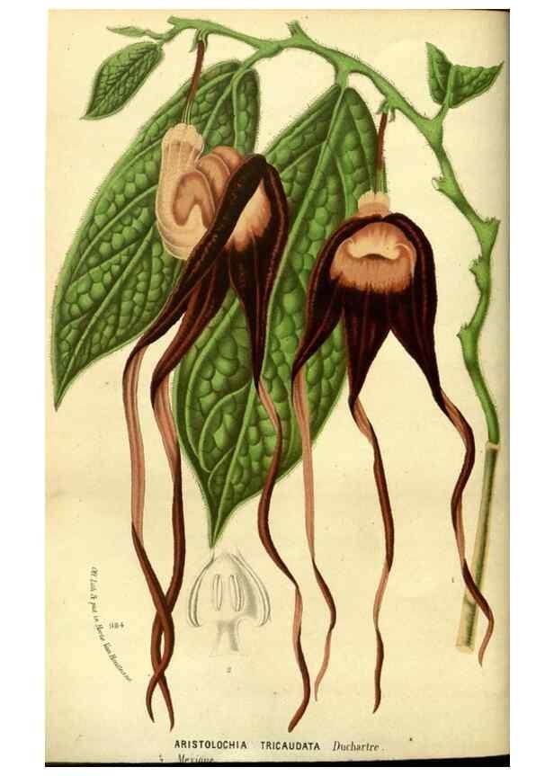 Reproducción/Reproduction 49588129616: Flore des serres et des jardins de l'Europe. A Gand :chez Louis van Houtte, eÌditeur,1845-1880.. 