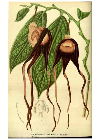 Reproducción/Reproduction 49588129616: Flore des serres et des jardins de l'Europe. A Gand :chez Louis van Houtte, eÌditeur,1845-1880.. 