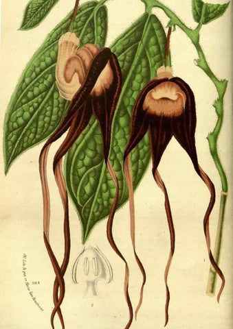 Reproducción/Reproduction 49588129616: Flore des serres et des jardins de l'Europe. A Gand :chez Louis van Houtte, eÌditeur,1845-1880.. 