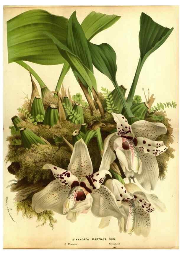 Reproducción/Reproduction 49588129996: Flore des serres et des jardins de l'Europe. A Gand :chez Louis van Houtte, eÌditeur,1845-1880.. 