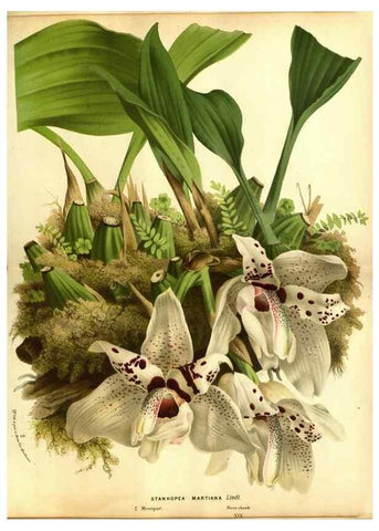 Reproducción/Reproduction 49588129996: Flore des serres et des jardins de l'Europe. A Gand :chez Louis van Houtte, eÌditeur,1845-1880.. 