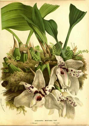 Reproducción/Reproduction 49588129996: Flore des serres et des jardins de l'Europe. A Gand :chez Louis van Houtte, eÌditeur,1845-1880.. 