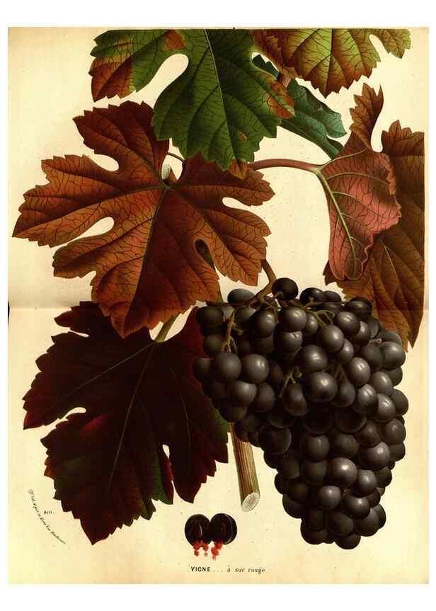 Reproducción/Reproduction 49588130331: Flore des serres et des jardins de l'Europe. A Gand :chez Louis van Houtte, eÌditeur,1845-1880.. 