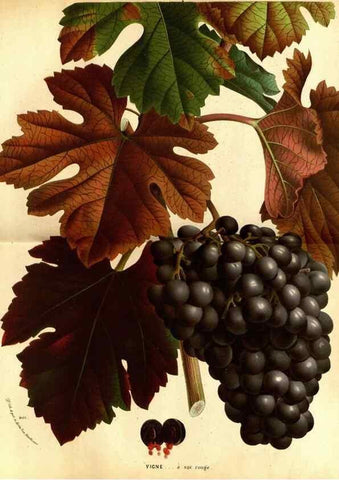 Reproducción/Reproduction 49588130331: Flore des serres et des jardins de l'Europe. A Gand :chez Louis van Houtte, eÌditeur,1845-1880.. 