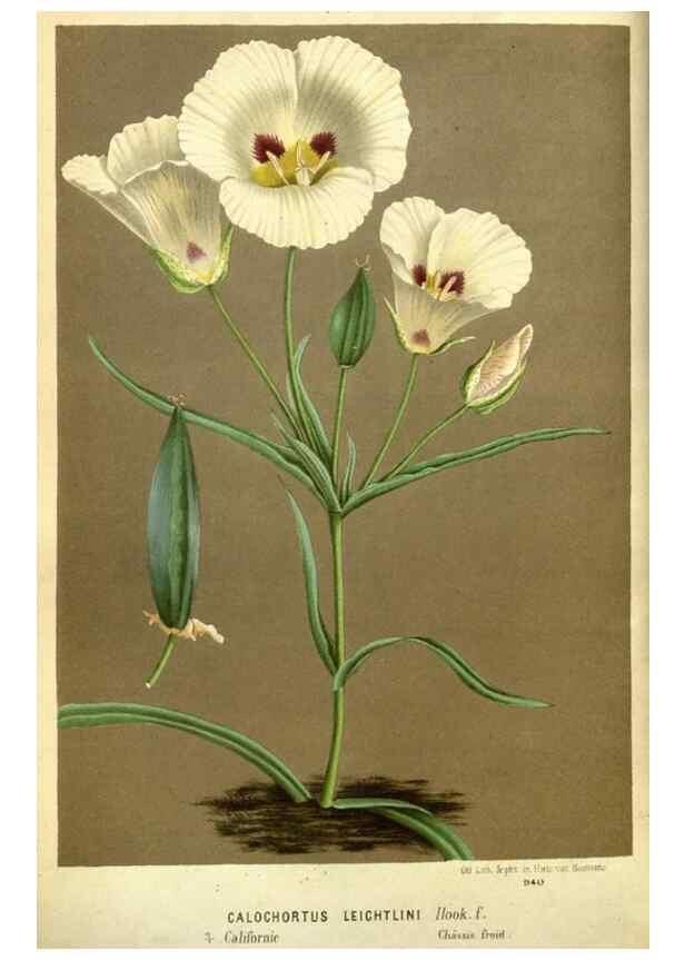 Reproducción/Reproduction 49588374772: Flore des serres et des jardins de l'Europe. A Gand :chez Louis van Houtte, eÌditeur,1845-1880.. 