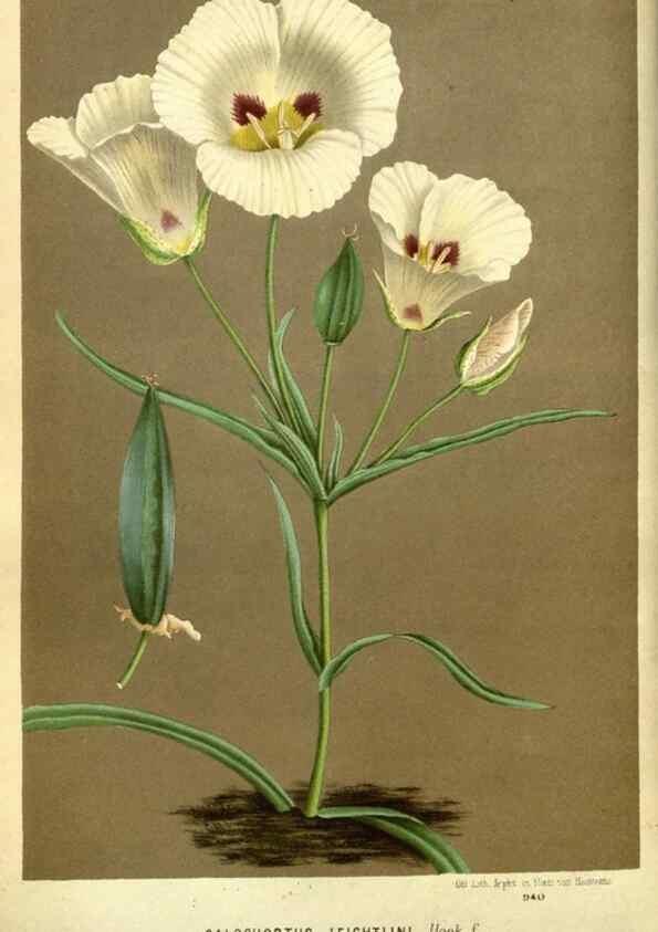 Reproducción/Reproduction 49588374772: Flore des serres et des jardins de l'Europe. A Gand :chez Louis van Houtte, eÌditeur,1845-1880.. 