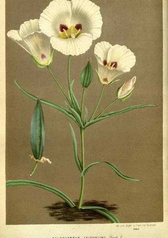 Reproducción/Reproduction 49588374772: Flore des serres et des jardins de l'Europe. A Gand :chez Louis van Houtte, eÌditeur,1845-1880.. 