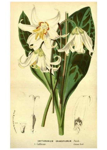 Reproducción/Reproduction 49588130986: Flore des serres et des jardins de l'Europe. A Gand :chez Louis van Houtte, eÌditeur,1845-1880.. 