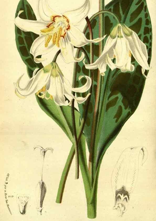 Reproducción/Reproduction 49588130986: Flore des serres et des jardins de l'Europe. A Gand :chez Louis van Houtte, eÌditeur,1845-1880.. 