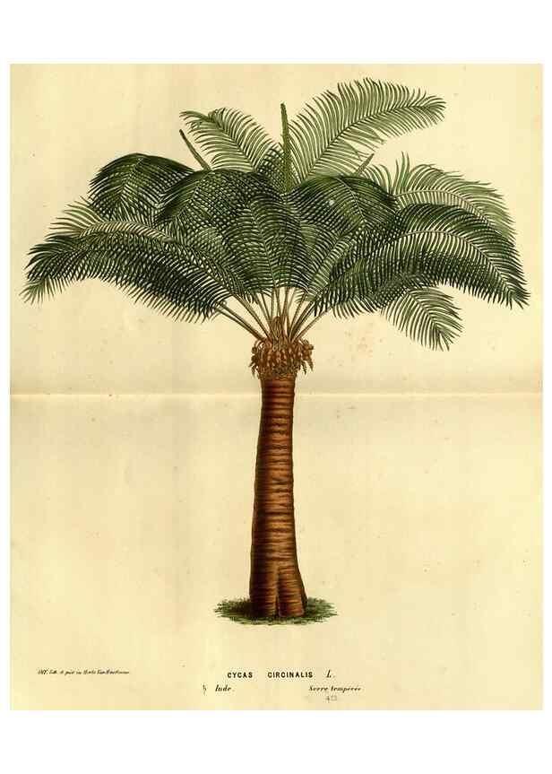 Reproducción/Reproduction 49587637518: Flore des serres et des jardins de l'Europe. A Gand :chez Louis van Houtte, eÌditeur,1845-1880.. 