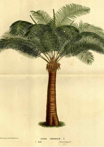 Reproducción/Reproduction 49587637518: Flore des serres et des jardins de l'Europe. A Gand :chez Louis van Houtte, eÌditeur,1845-1880.. 