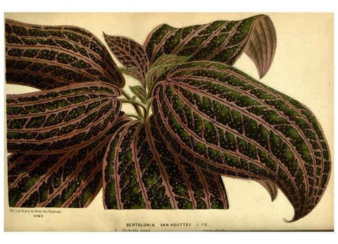 Reproducción/Reproduction 49587637853: Flore des serres et des jardins de l'Europe. A Gand :chez Louis van Houtte, eÌditeur,1845-1880.. 