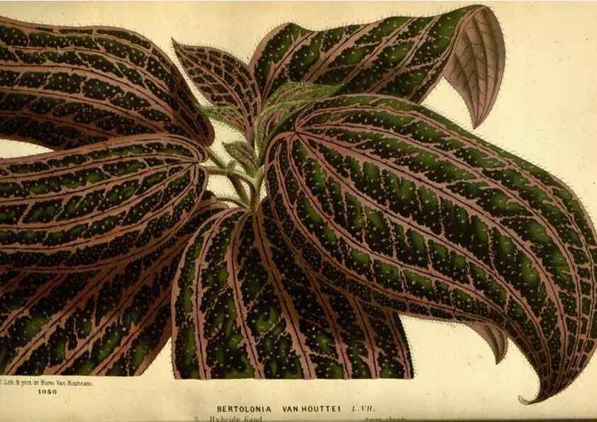 Reproducción/Reproduction 49587637853: Flore des serres et des jardins de l'Europe. A Gand :chez Louis van Houtte, eÌditeur,1845-1880.. 