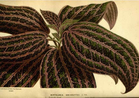 Reproducción/Reproduction 49587637853: Flore des serres et des jardins de l'Europe. A Gand :chez Louis van Houtte, eÌditeur,1845-1880.. 