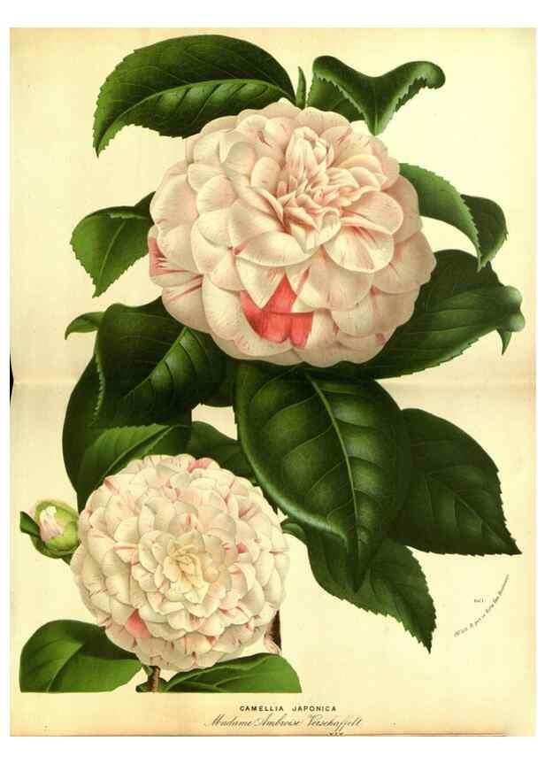 Reproducción/Reproduction 49588131861: Flore des serres et des jardins de l'Europe. A Gand :chez Louis van Houtte, eÌditeur,1845-1880.. 