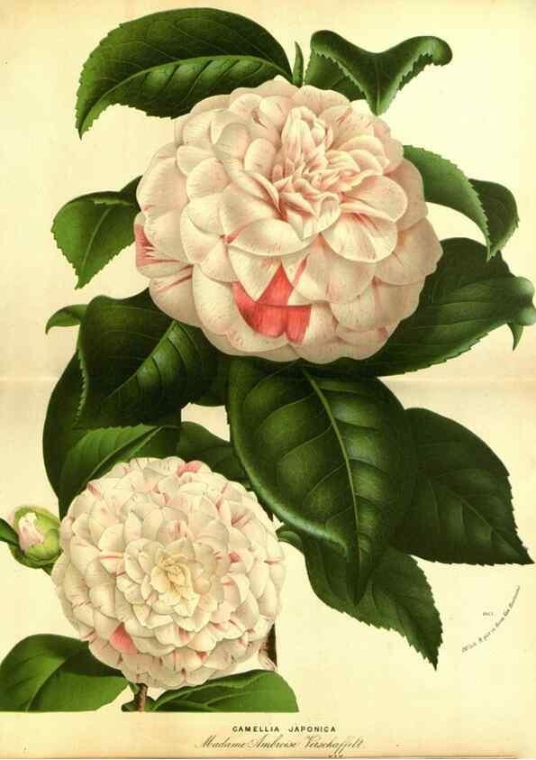 Reproducción/Reproduction 49588131861: Flore des serres et des jardins de l'Europe. A Gand :chez Louis van Houtte, eÌditeur,1845-1880.. 