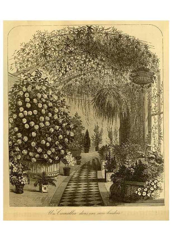 Reproducción/Reproduction 49588132166: Flore des serres et des jardins de l'Europe. A Gand :chez Louis van Houtte, eÌditeur,1845-1880.. 