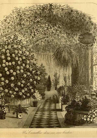 Reproducción/Reproduction 49588132166: Flore des serres et des jardins de l'Europe. A Gand :chez Louis van Houtte, eÌditeur,1845-1880.. 
