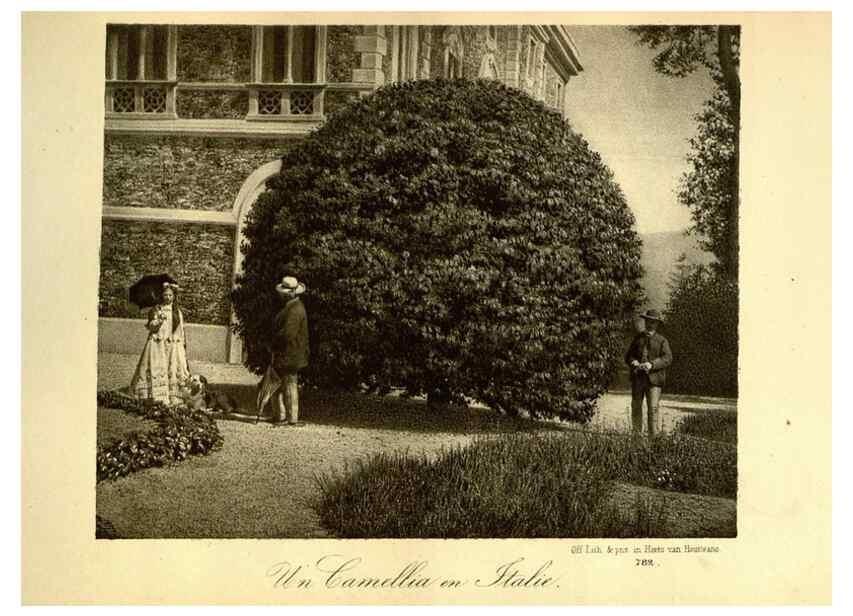 Reproducción/Reproduction 49588132436: Flore des serres et des jardins de l'Europe. A Gand :chez Louis van Houtte, eÌditeur,1845-1880.. 