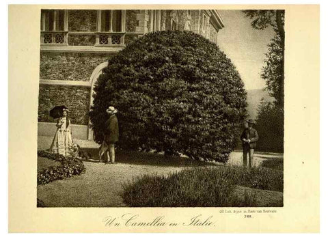 Reproducción/Reproduction 49588132436: Flore des serres et des jardins de l'Europe. A Gand :chez Louis van Houtte, eÌditeur,1845-1880.. 