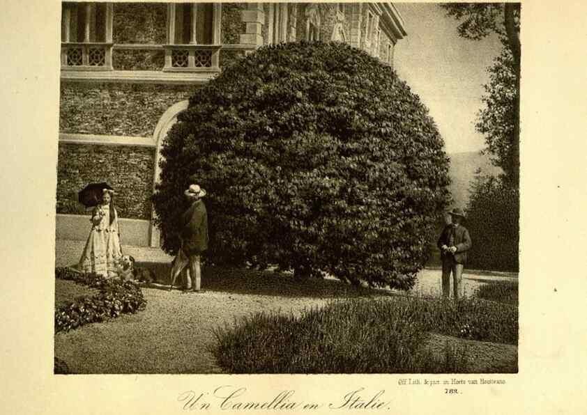 Reproducción/Reproduction 49588132436: Flore des serres et des jardins de l'Europe. A Gand :chez Louis van Houtte, eÌditeur,1845-1880.. 